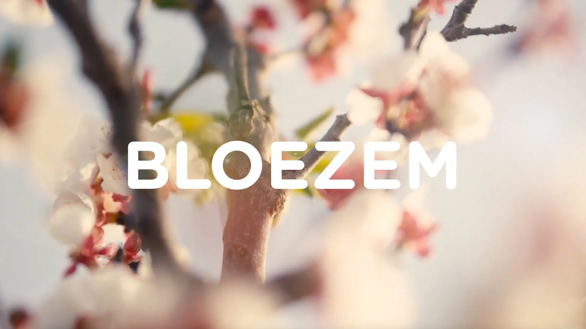 Bloezem